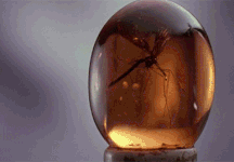 An amber resin encasing a prehistoric mosquito, resembling a fossilized specimen.